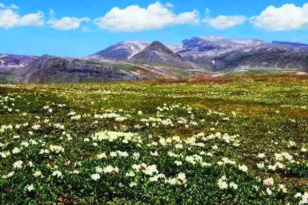 春季长白山踏雪赏花之旅